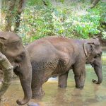 Zoos and Wildlife Parks
