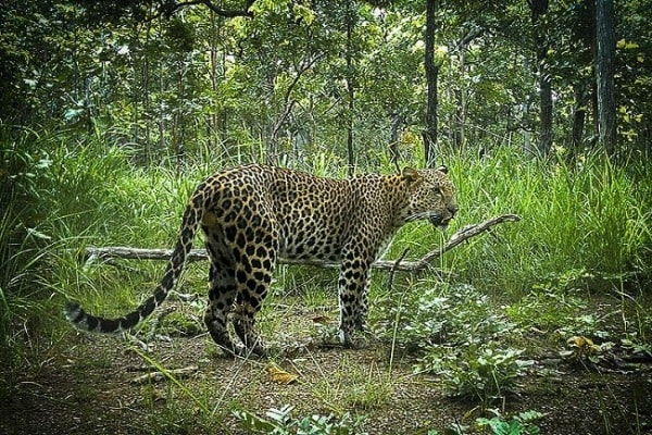 Zoos and Wildlife Parks in Cambodia