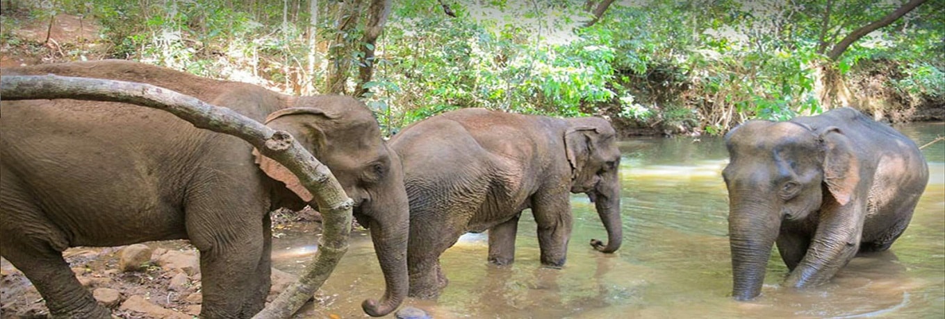Zoos and Wildlife Parks